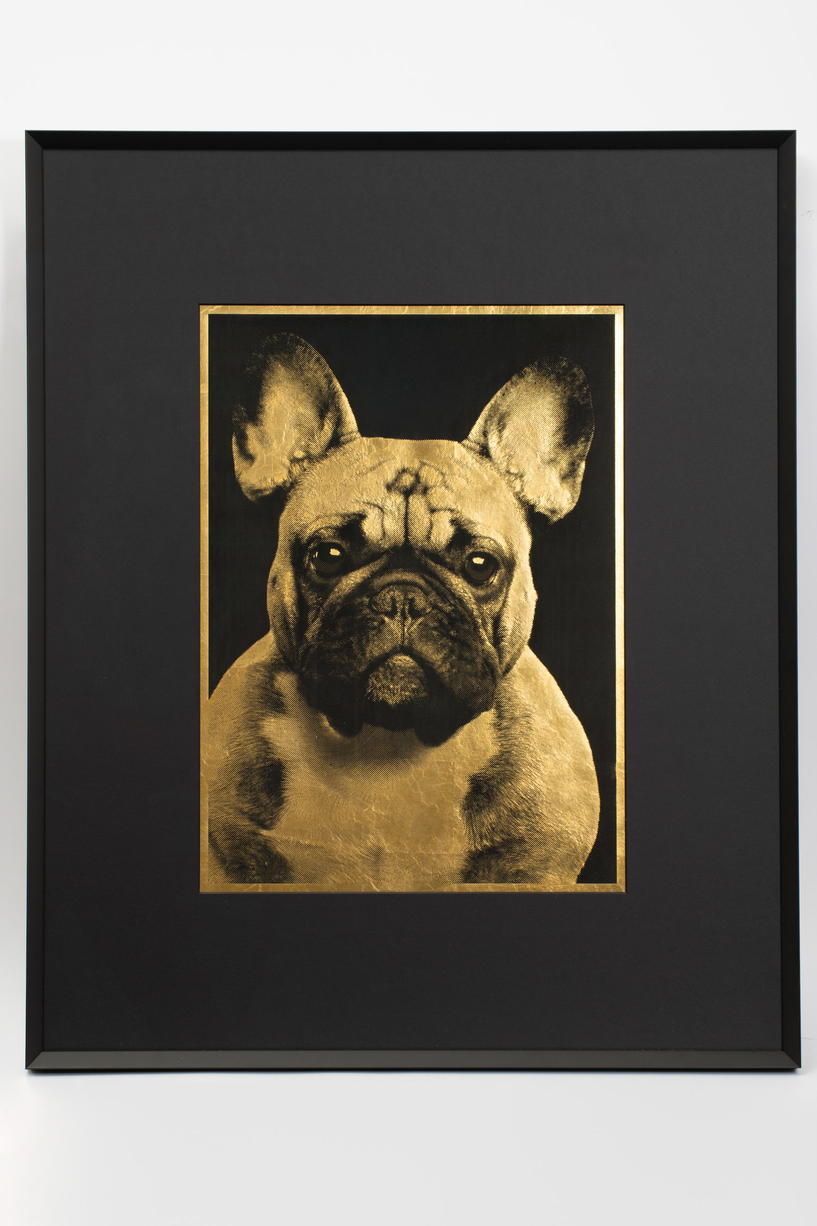 « Frenchie » Bouledogue français